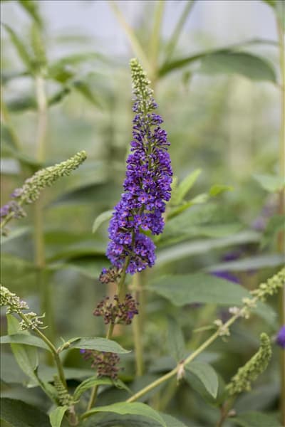 Buddleja davidii 'Empire Blue'