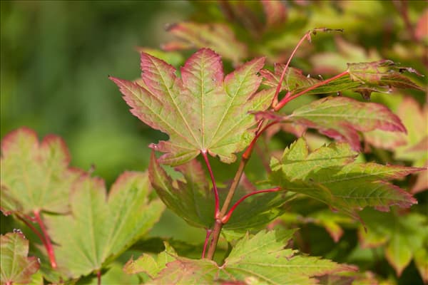 Acer japonicum 'Vitifolium'