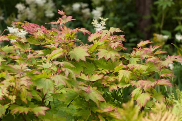 Acer japonicum