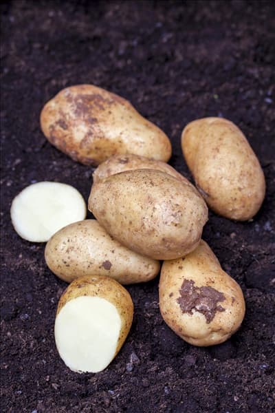 Solanum tuberosum