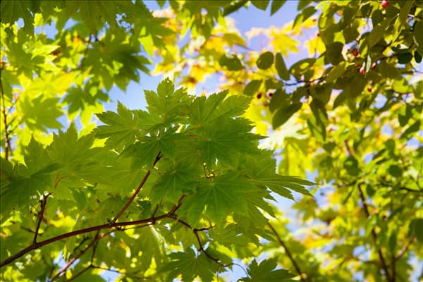 Acer japonicum