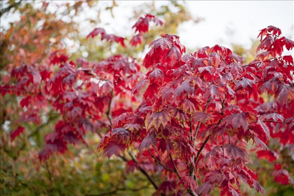 Acer japonicum 'Vitifolium'