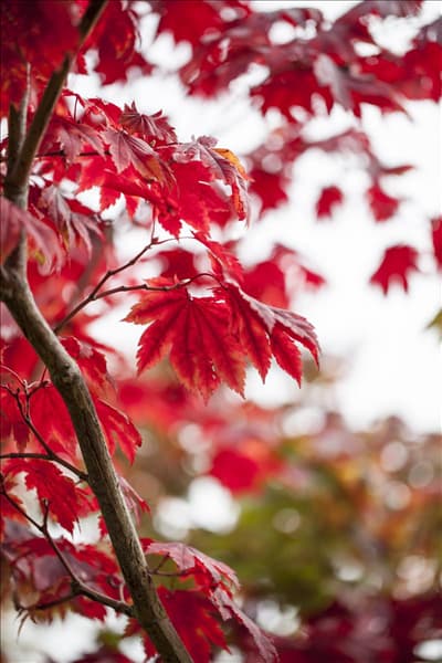 Acer japonicum 'Vitifolium'