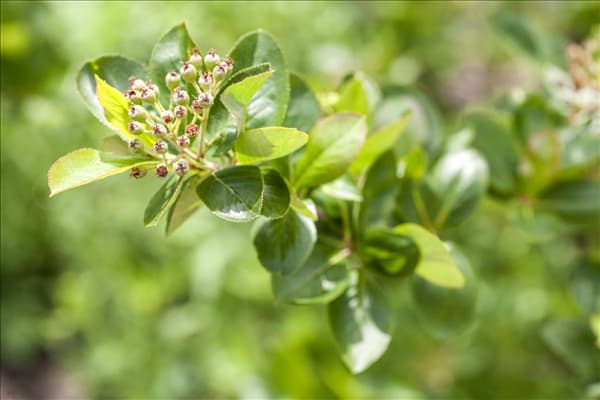 Aronia melanocarpa 'Viking'