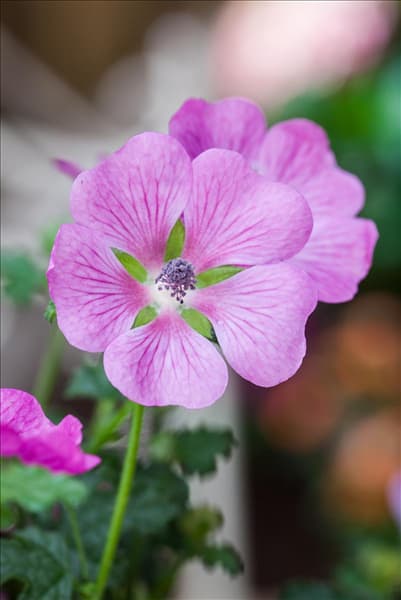 Anisodontea 'Elegans Princess'
