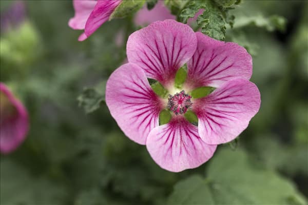Anisodontea 'Elegans Princess'(s)