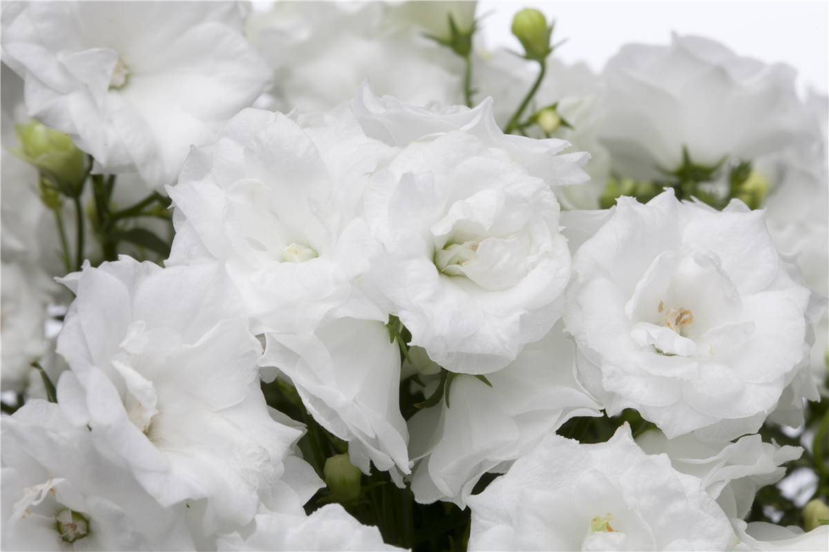 Campanula haylodgensis 'Wonder'