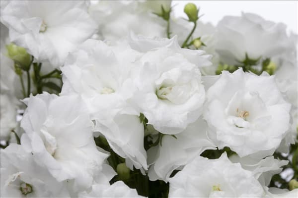 Campanula haylodgensis 'Wonder'