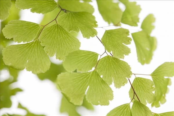 Adiantum raddianum