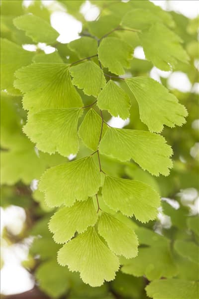 Adiantum raddianum