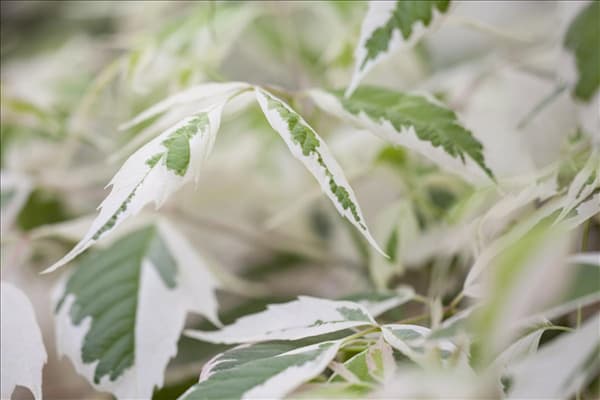 Acer negundo