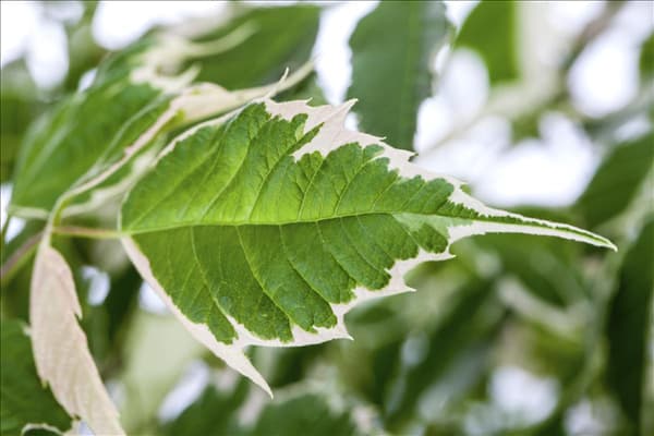 Acer negundo 'Flamingo'