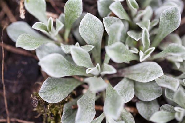 Antennaria dioica