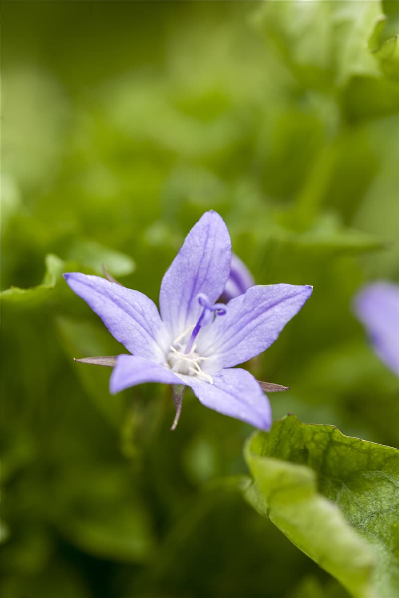 Campanula poscharskyana 'Blue Rivulet'