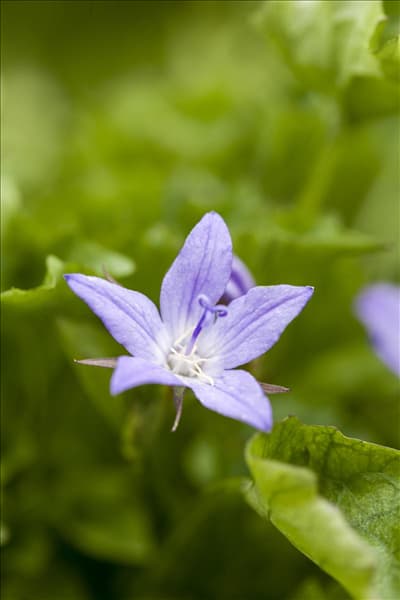 Campanula poscharskyana 'Blue Rivulet'