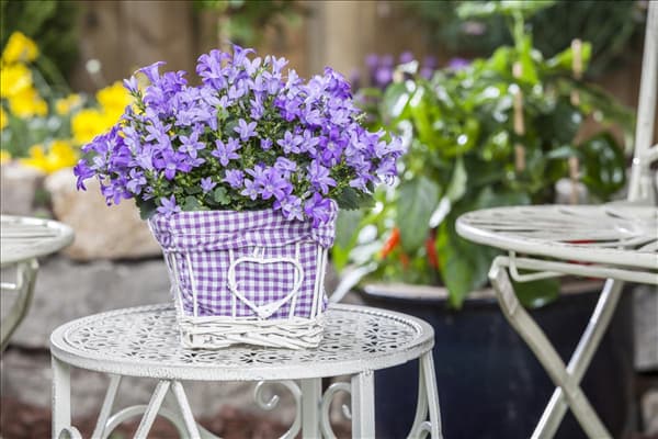 Campanula poscharskyana