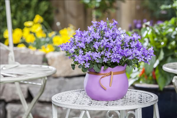 Campanula