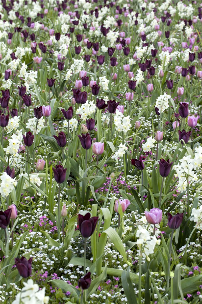 Tulipa