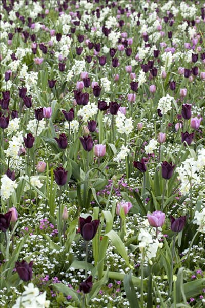 Tulipa