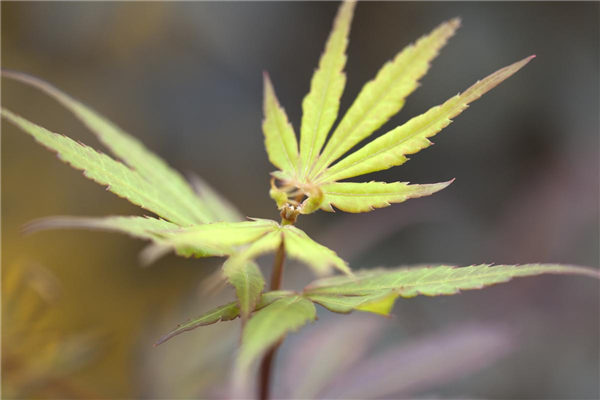 Acer palmatum
