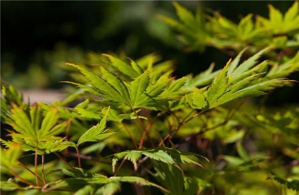 Acer palmatum