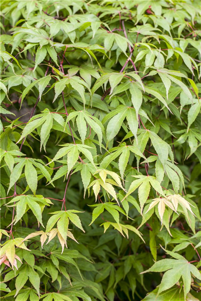 Acer palmatum