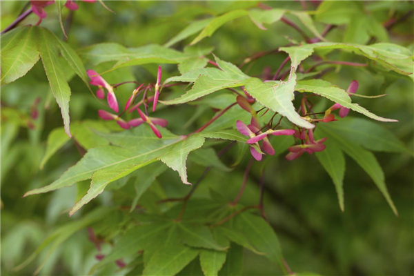 Acer palmatum
