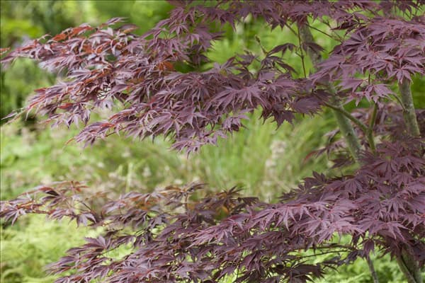 Acer palmatum