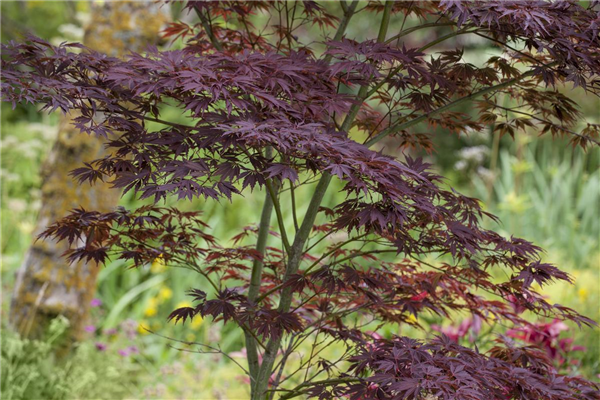 Acer palmatum