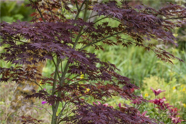 Acer palmatum
