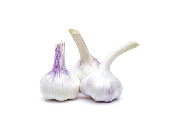 Allium sativum