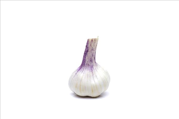 Allium sativum