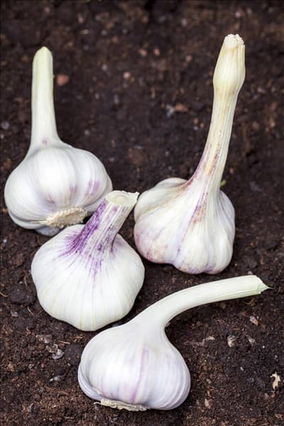 Allium sativum