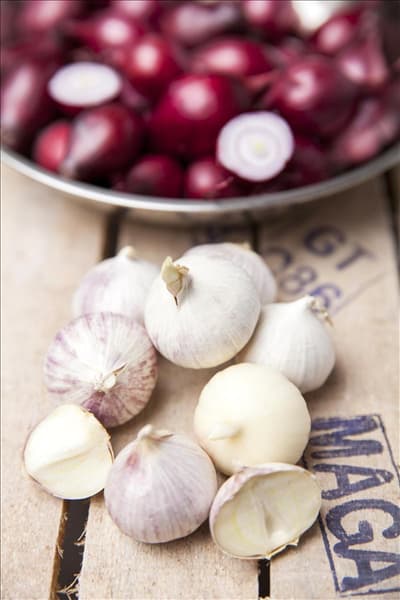 Allium sativum