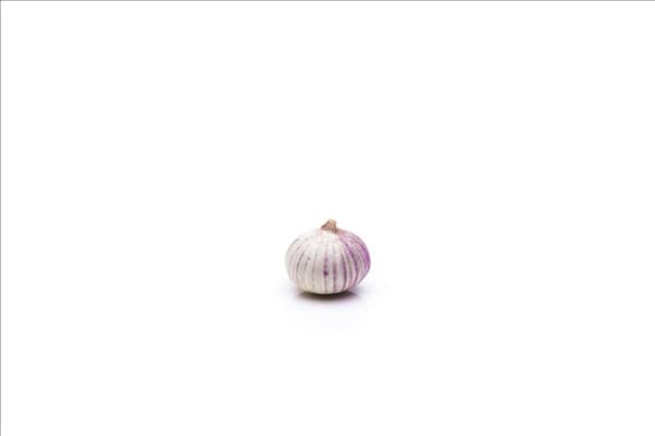 Allium sativum
