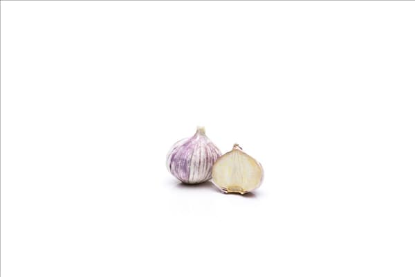 Allium sativum