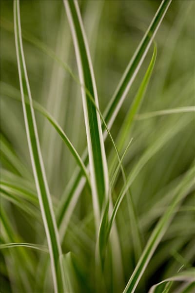 Carex oshimensis 'Everest'®