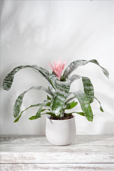 Aechmea