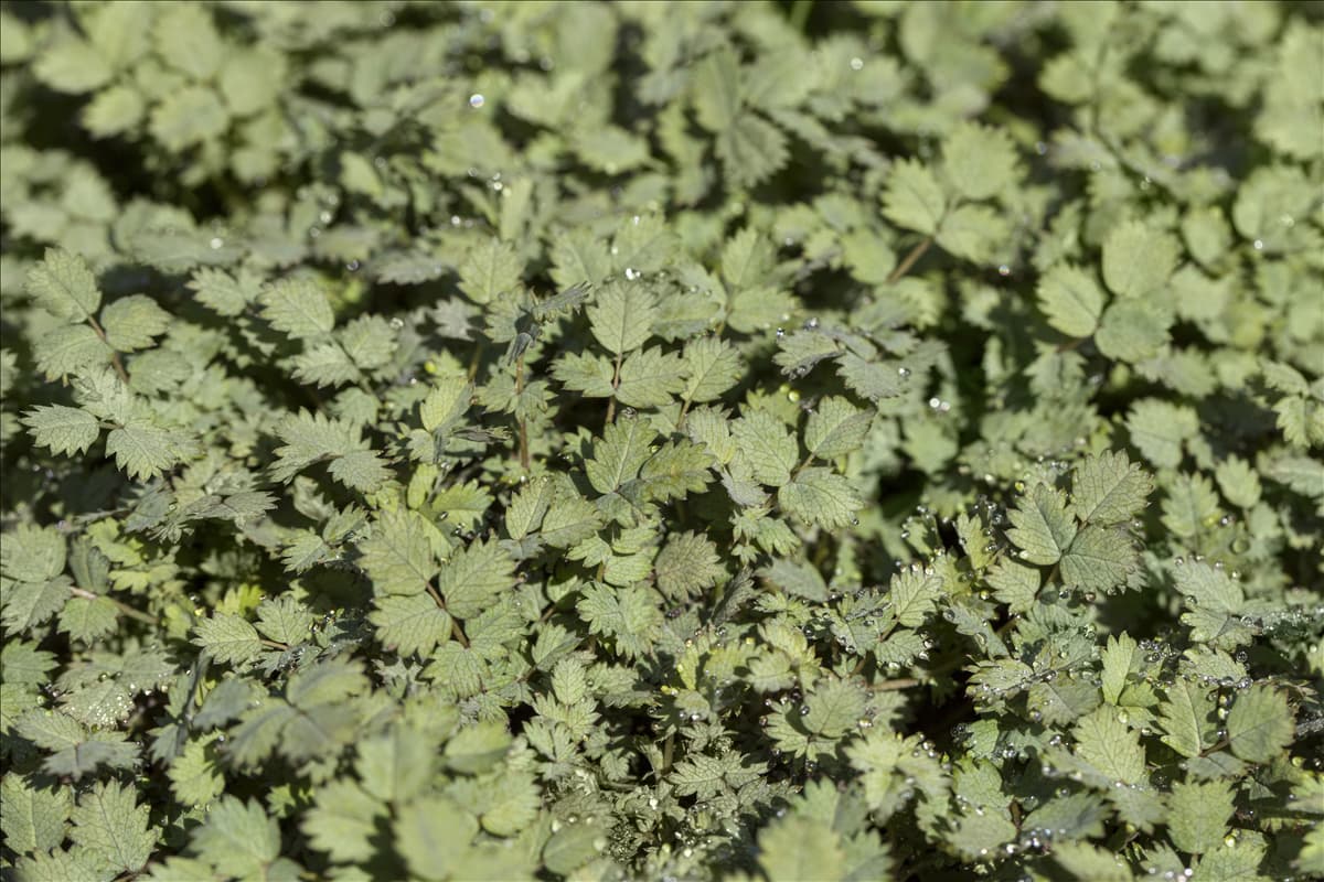 Acaena buchananii