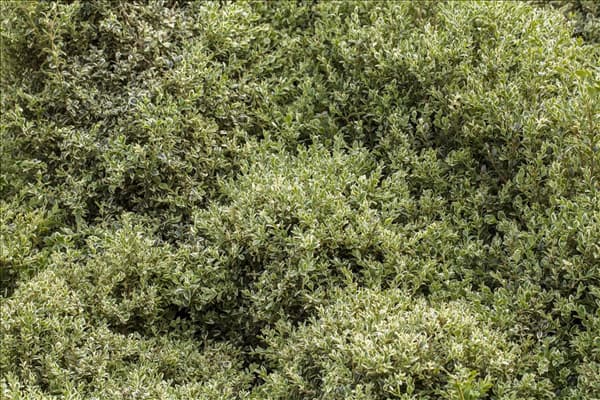 Buxus sempervirens 'Elegantissima'