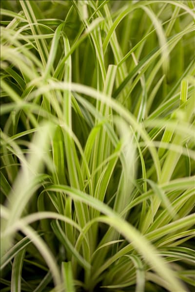 Carex oshimensis 'Evergold'