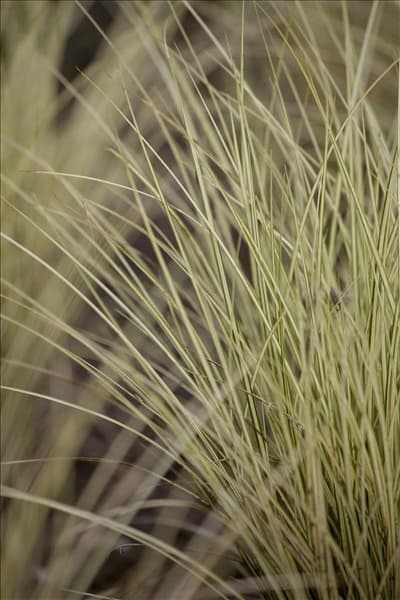 Carex oshimensis 'Evergold'