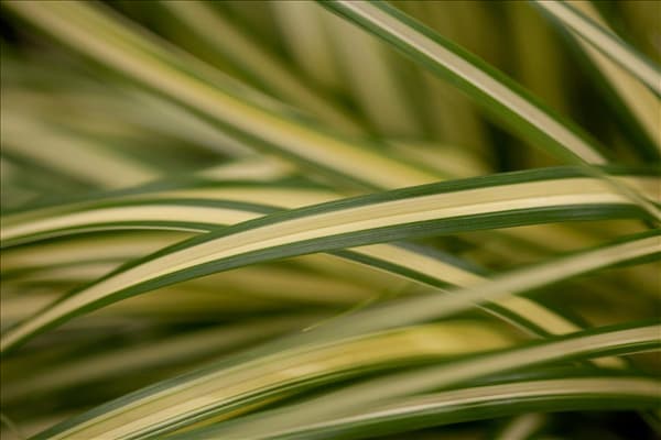 Carex oshimensis