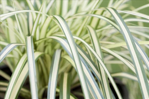 Carex oshimensis 'Evergold'