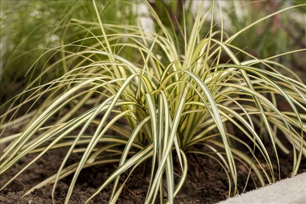 Carex oshimensis 'Evergold'