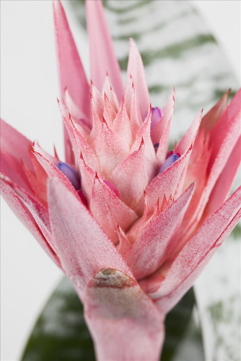 Aechmea fasciata