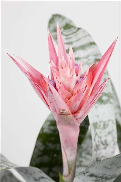 Aechmea fasciata