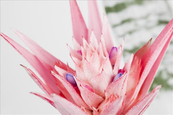 Aechmea fasciata