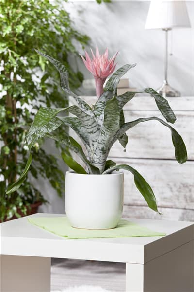 Aechmea fasciata