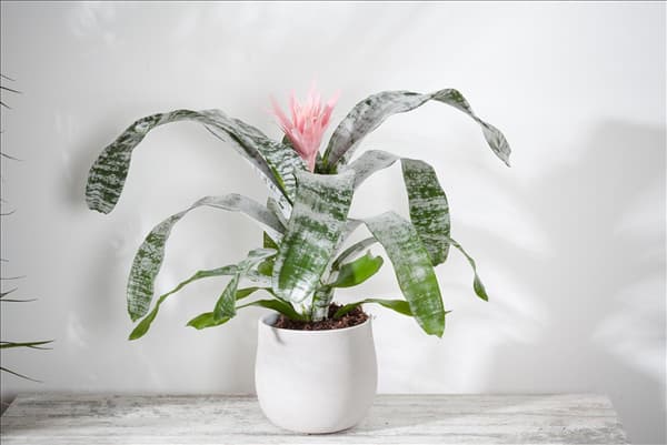 Aechmea fasciata